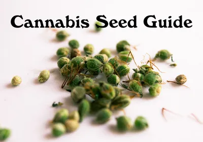 Cannabis Seed Guide