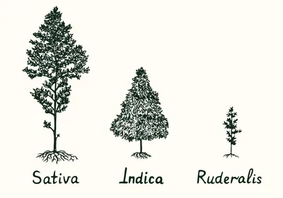 SATIVA. INDICA. DOES IT MATTER?