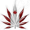 Maple Leaf Terp