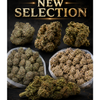 Canna-corp-canada.com