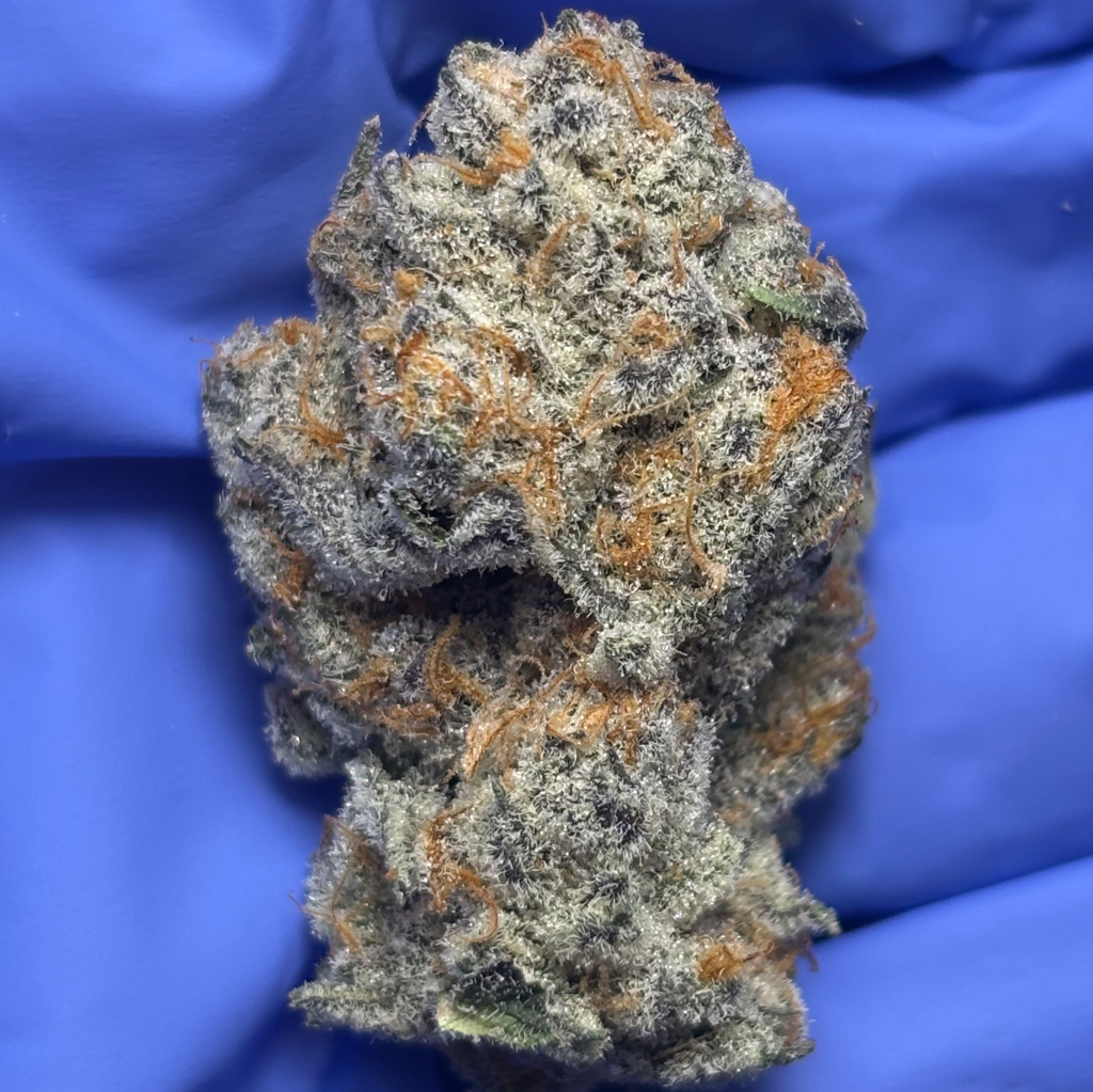 Emergen-C (Orange Push Pop x Sunset Sherbert) bred by SeedJunky genetics