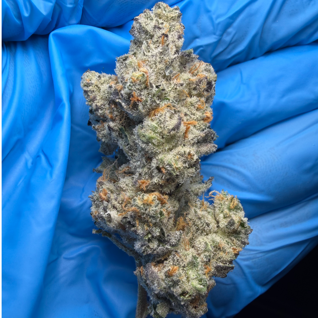 ARTIFICIAL RED (Gmo x Red Pop) bred by Exotic Genetix