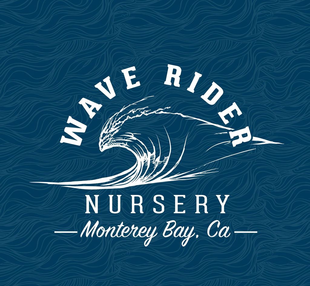 Wave rider nursery llc new arrivals