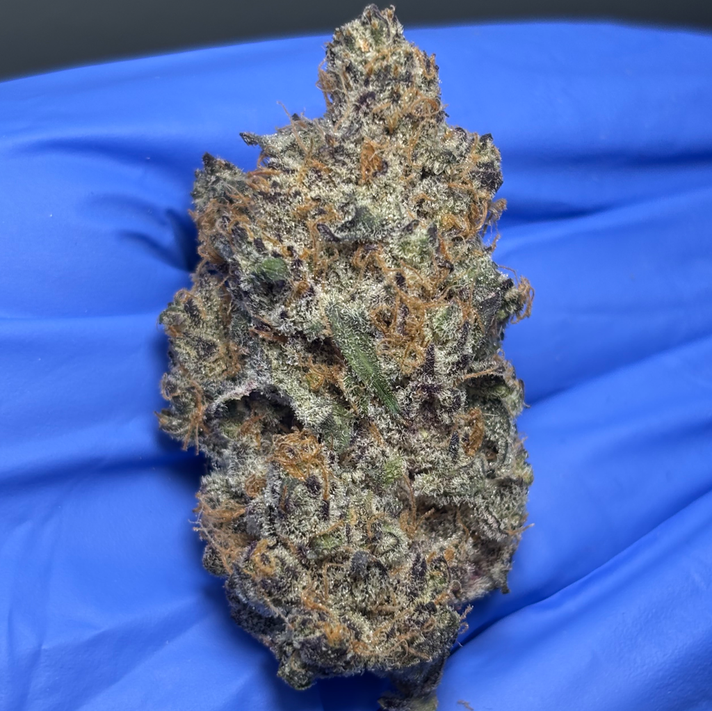 BLUEBERRY BANG BANG (Blueberry x Cherry Bang Bang) bred by exotic genetix NEW BATCH*
