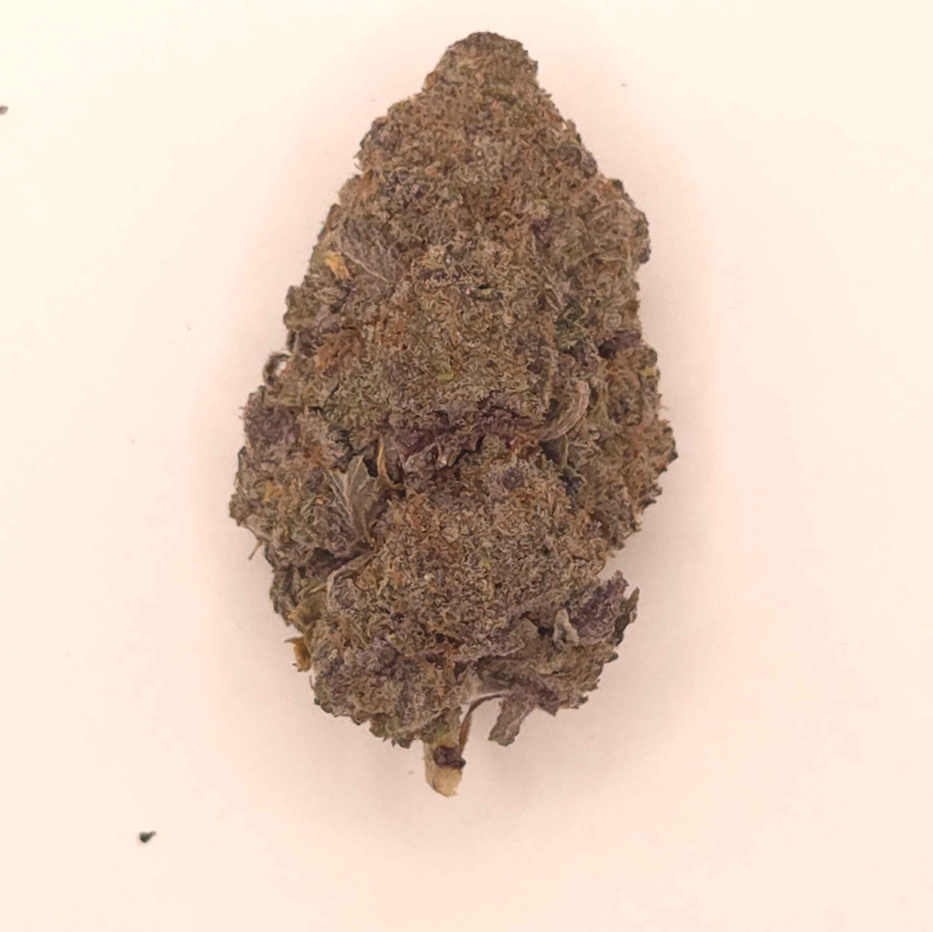 Animal Sherbert