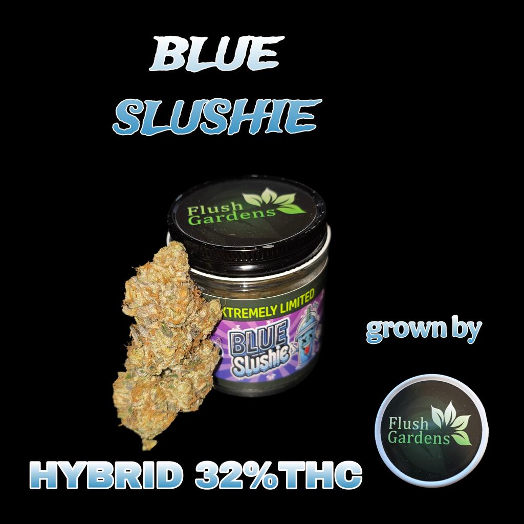 BLUE SLUSHIE- BY FLUSH GARDENS🔥🔥🔥🔥🔥 - 