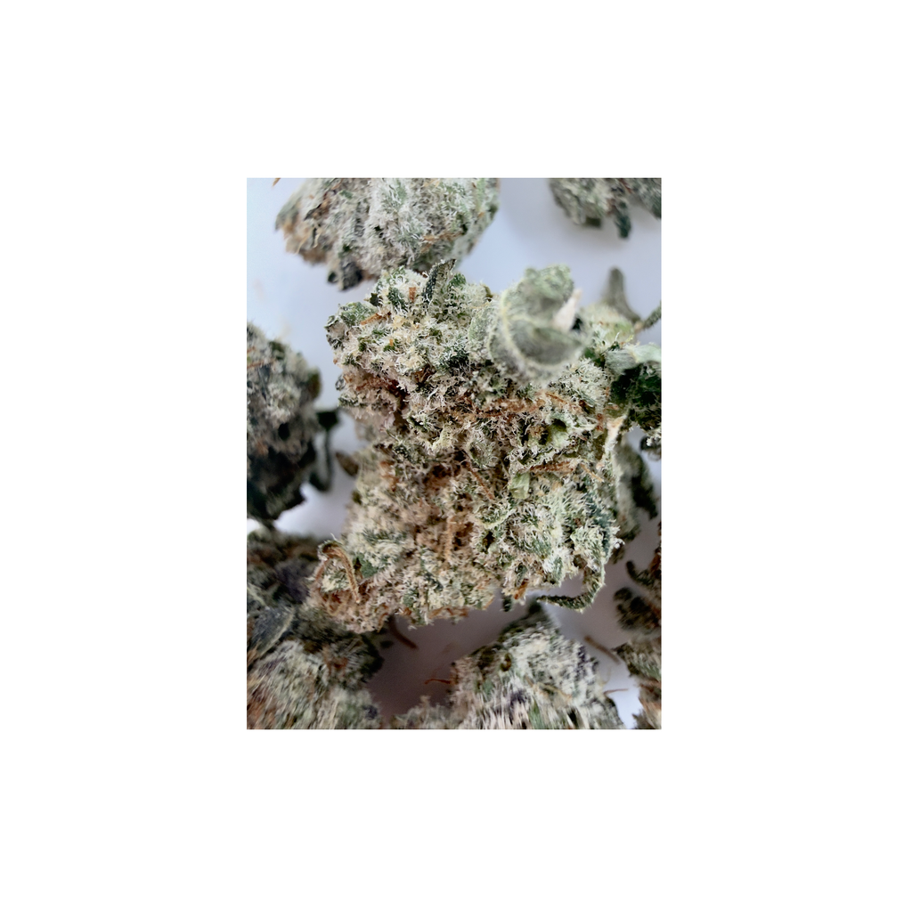 BLUE LOBSTER SMALLS LSO 