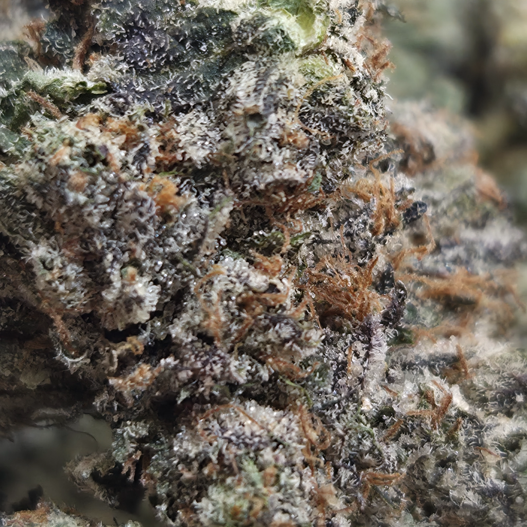 (New) Tropicana Banana 🍊 🍌 $125/Oz 🔥 