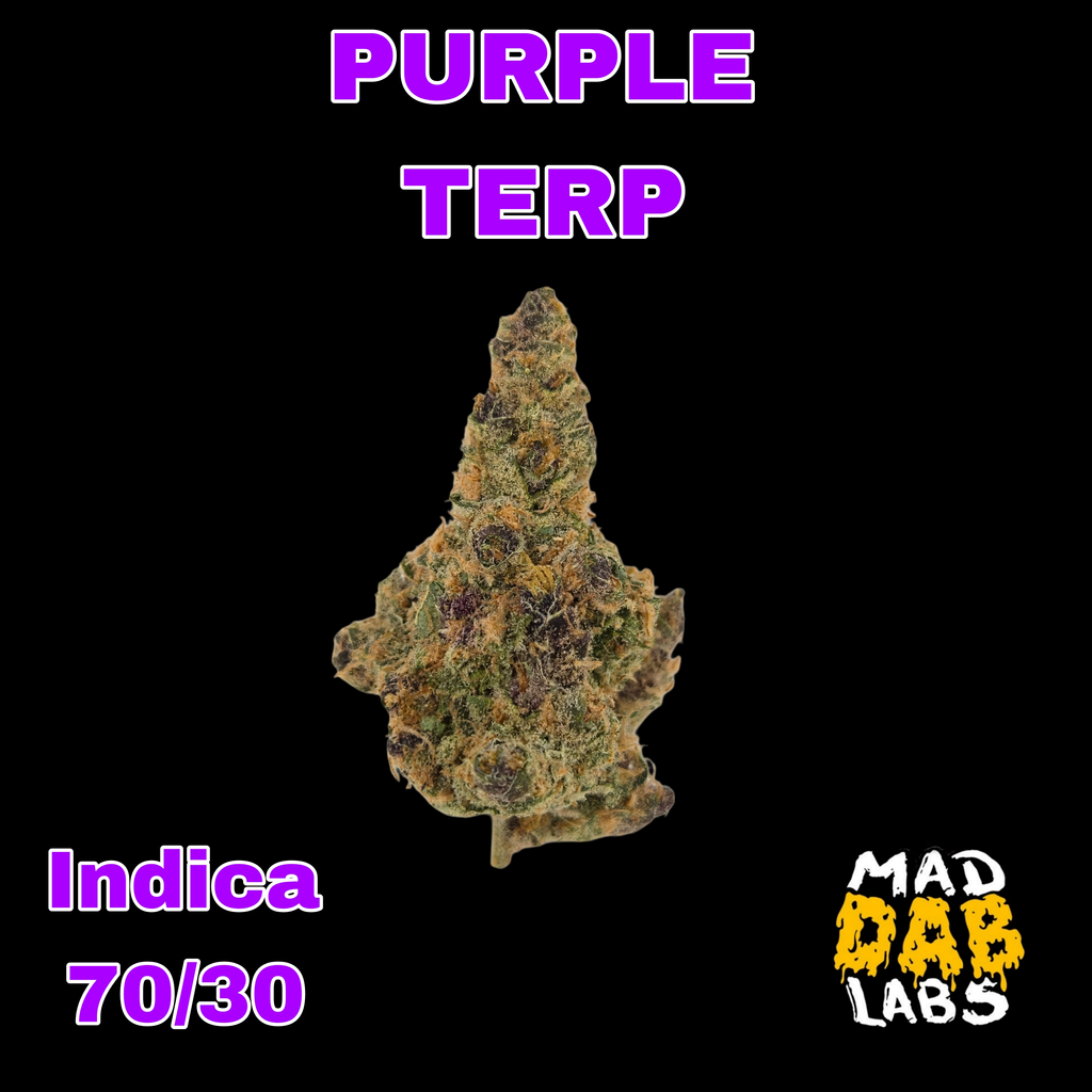 PURPLE TERPS🔥🔥🔥🔥🔥