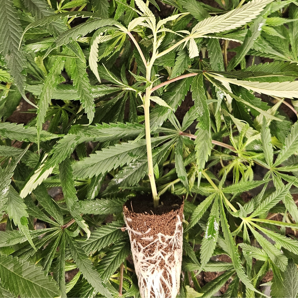 <GROWERS DREAM> VARIETY OF CLONES OVER 35%THC 