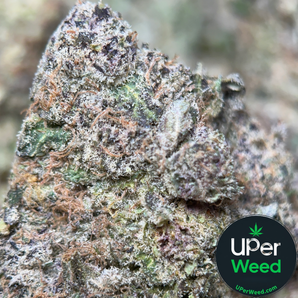 (28G) - Banana Cream Pie 🍌🥧 Hybrid - 4 Oz Bulk Deal for $250