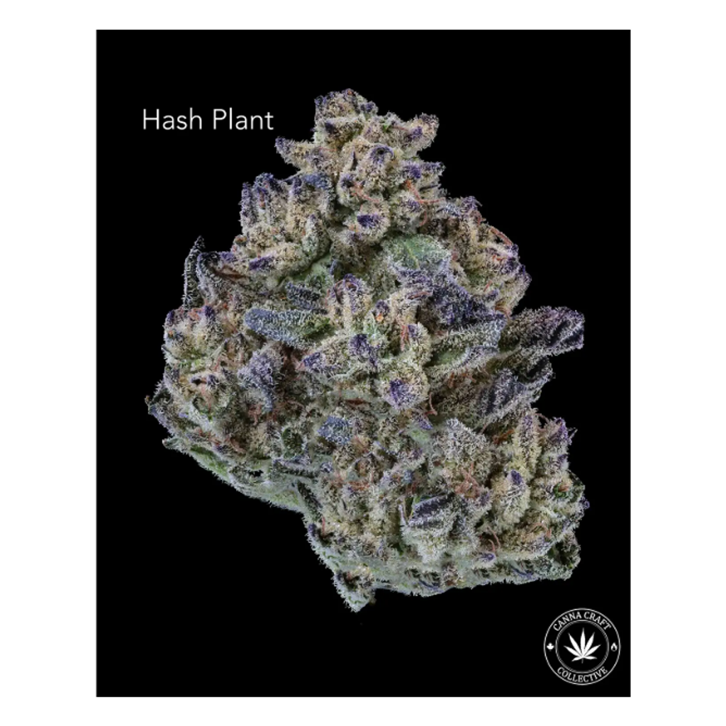 AA+ - HASH PLANT