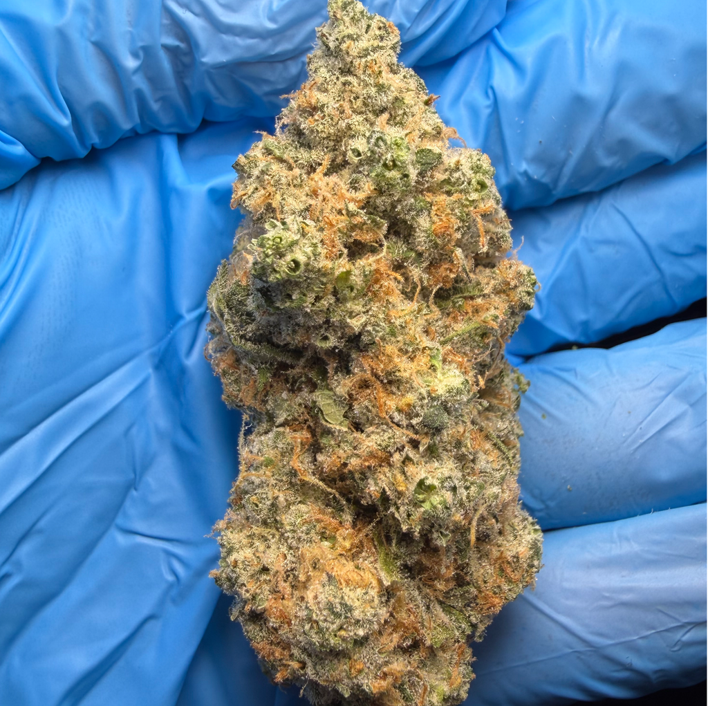 HOLLYWOOD HONEY bred by CourtsideGenetics