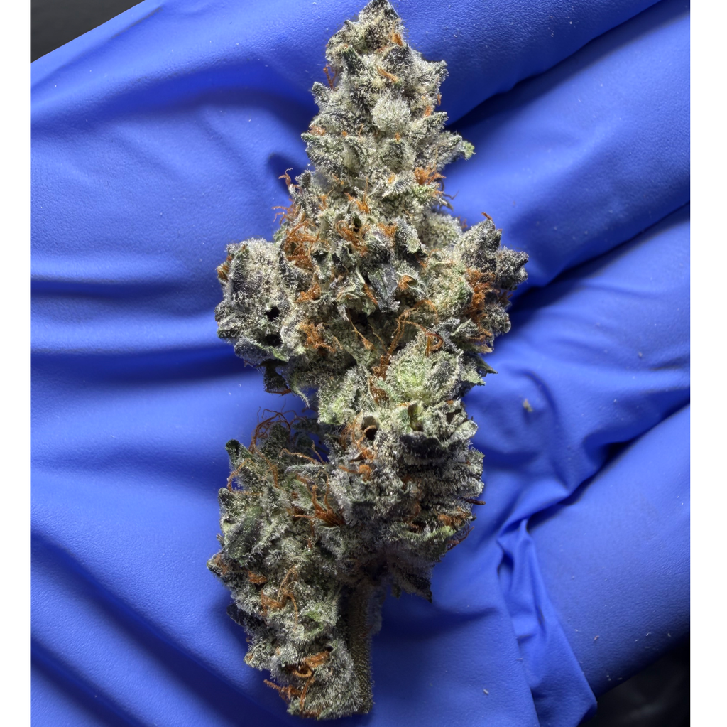 GARYS BERRIES (Gary Poppins x Monkey Berries) 