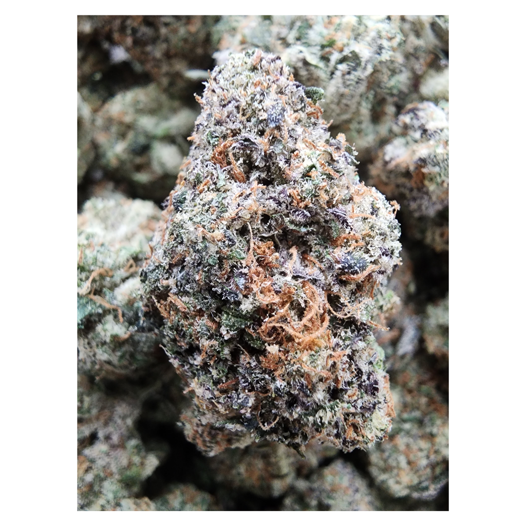 GASTROPOP MIDS/SMALLS  ****SALE**60oz 2for110 4for200 8for380 1LBfor700