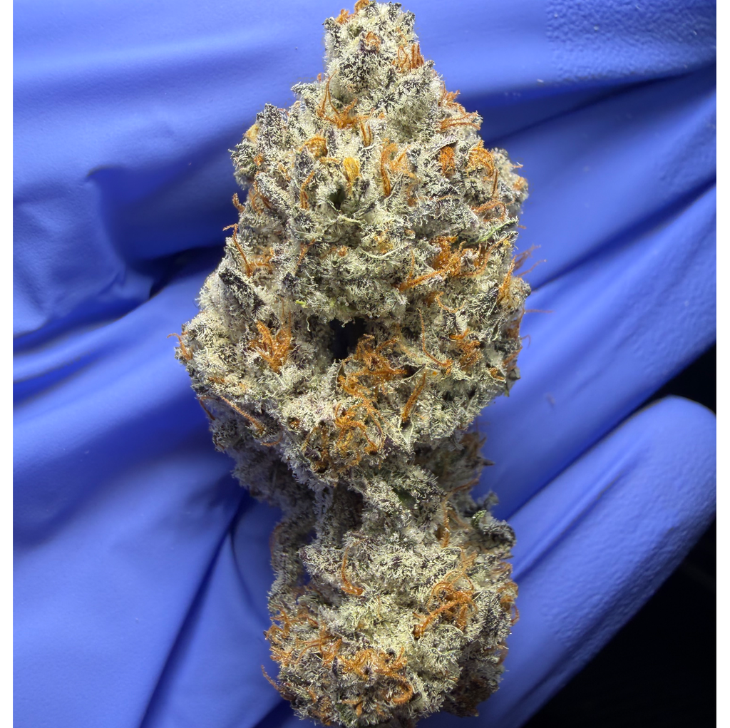 ICE CREAM CAKE (Wedding Cake x Gelato #33) bred by Seed Junky Genetics