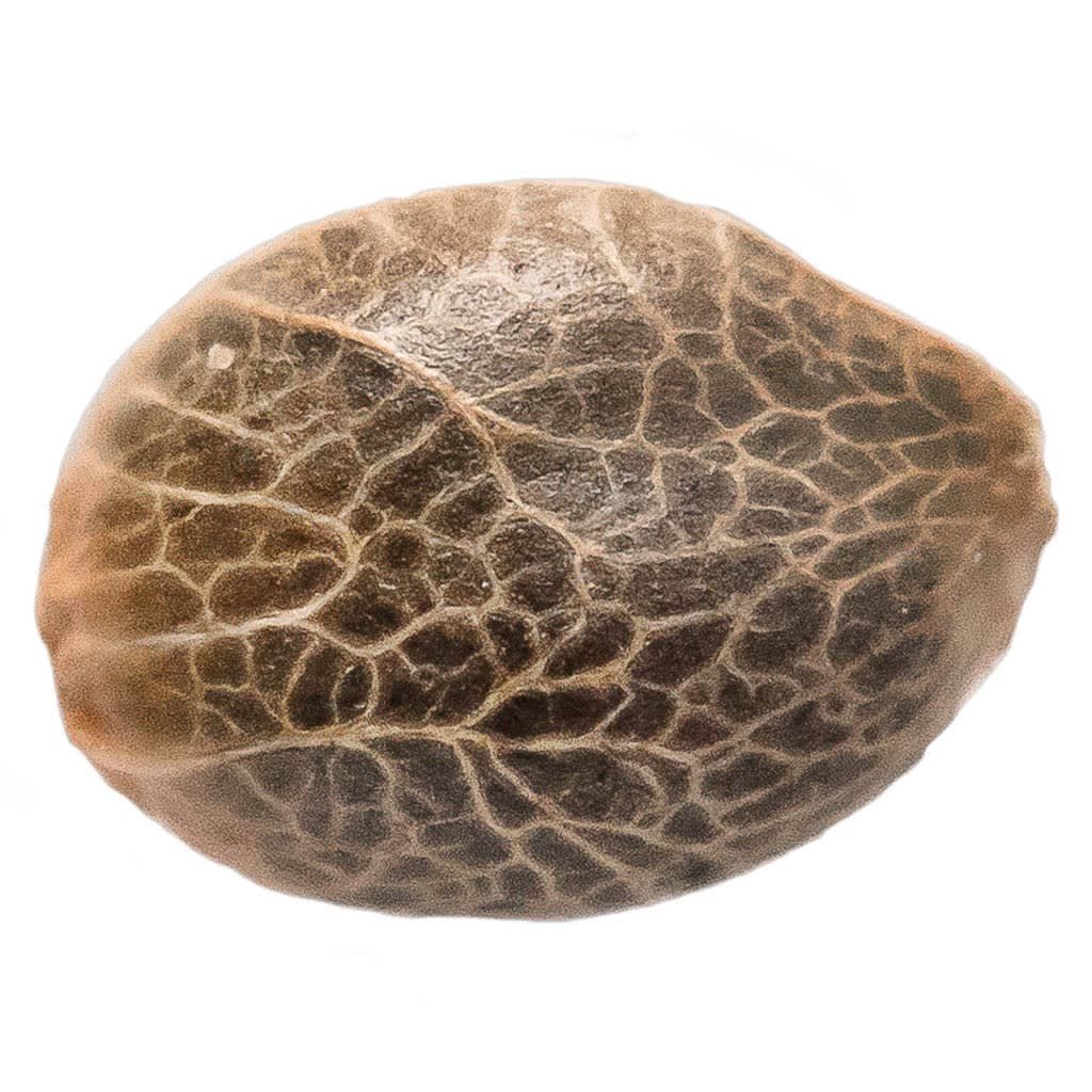 Bubba Kush Seeds (Feminized) Seeds <br>5 Pack <br>Indica