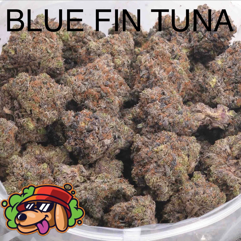 BLUE FIN TUNA AAAAA+ CRAFT - 2 FOR $225