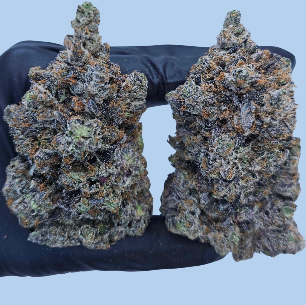 BLUE DONUT 🍩 🔵 AAAA+