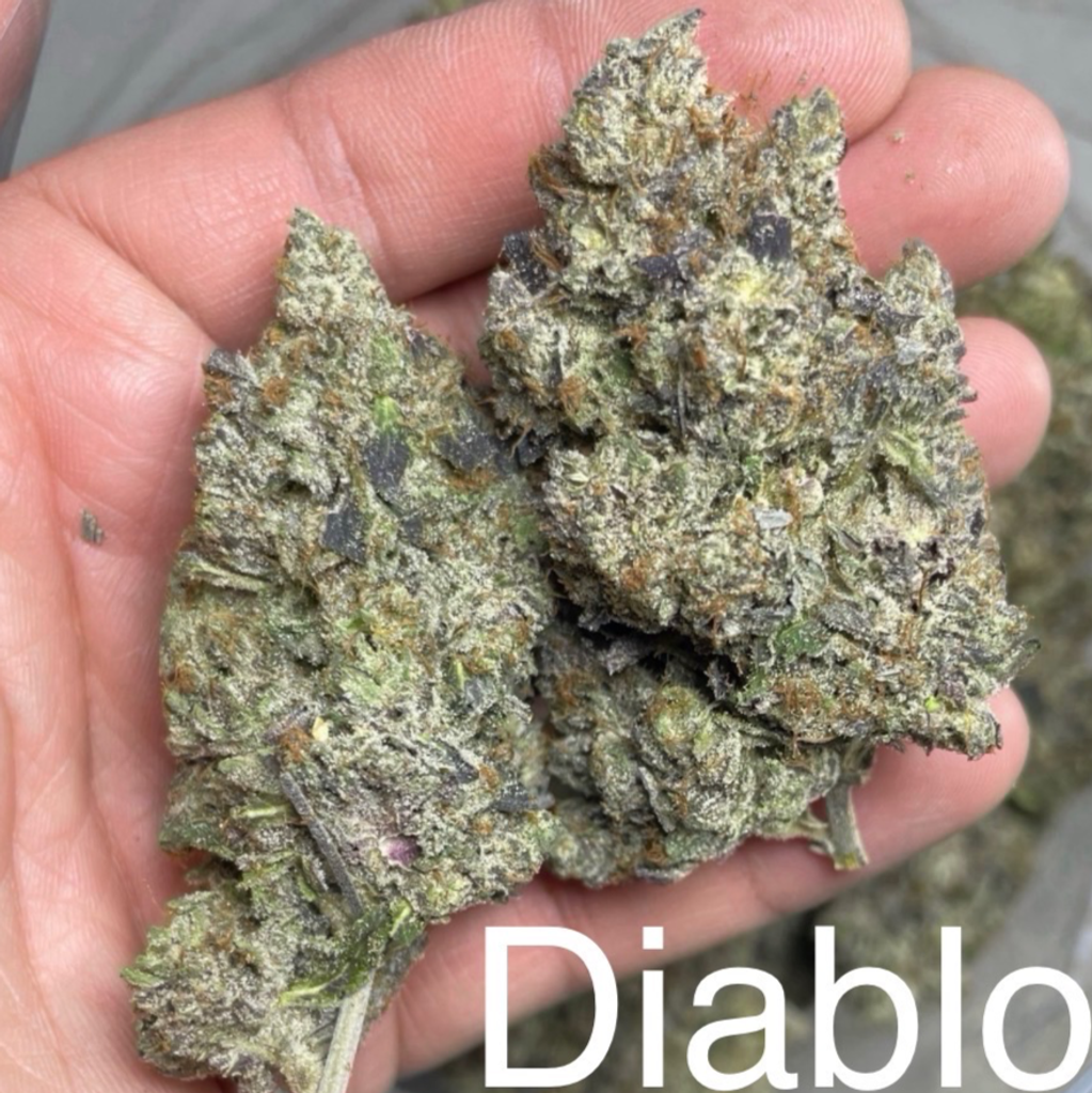 DIABLO DEATH TUNA👹☠️🍣 - 75/25 INDICA 