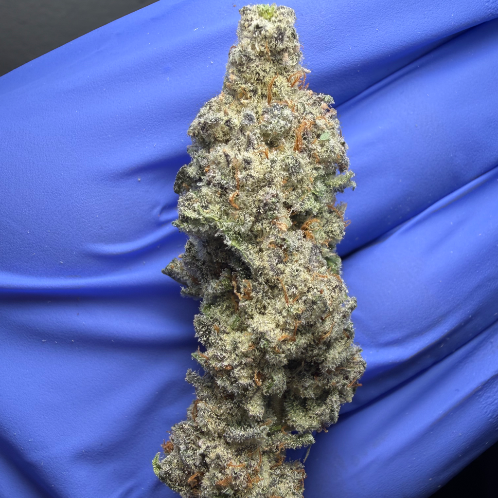 RED VELVET (Lemon Cherry Gelato x Pina Açai) bred by Grandiflora Genetics