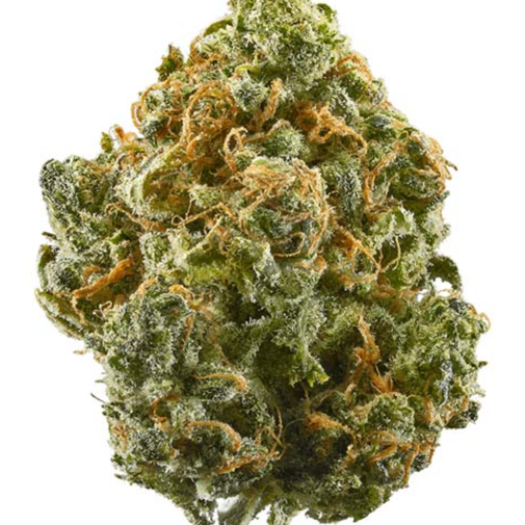 AAAA-DIOR DUTCHESS (AAAA)