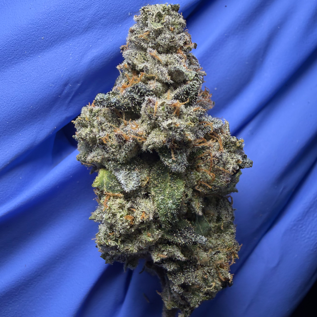 CHIMERA BREATH (Jelly breath bx1 x Chimera #3) bred by beleaf 