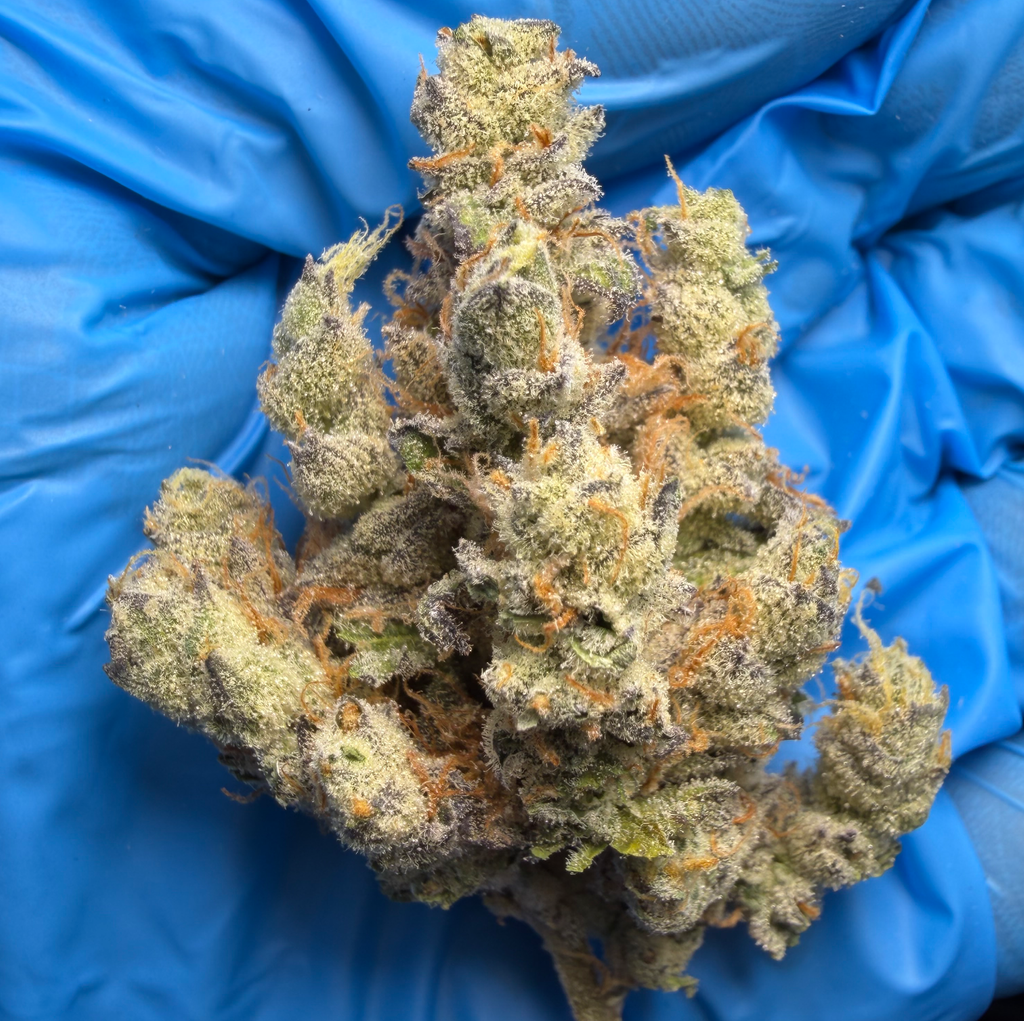 BANANA PUNCH (unknown lineage)