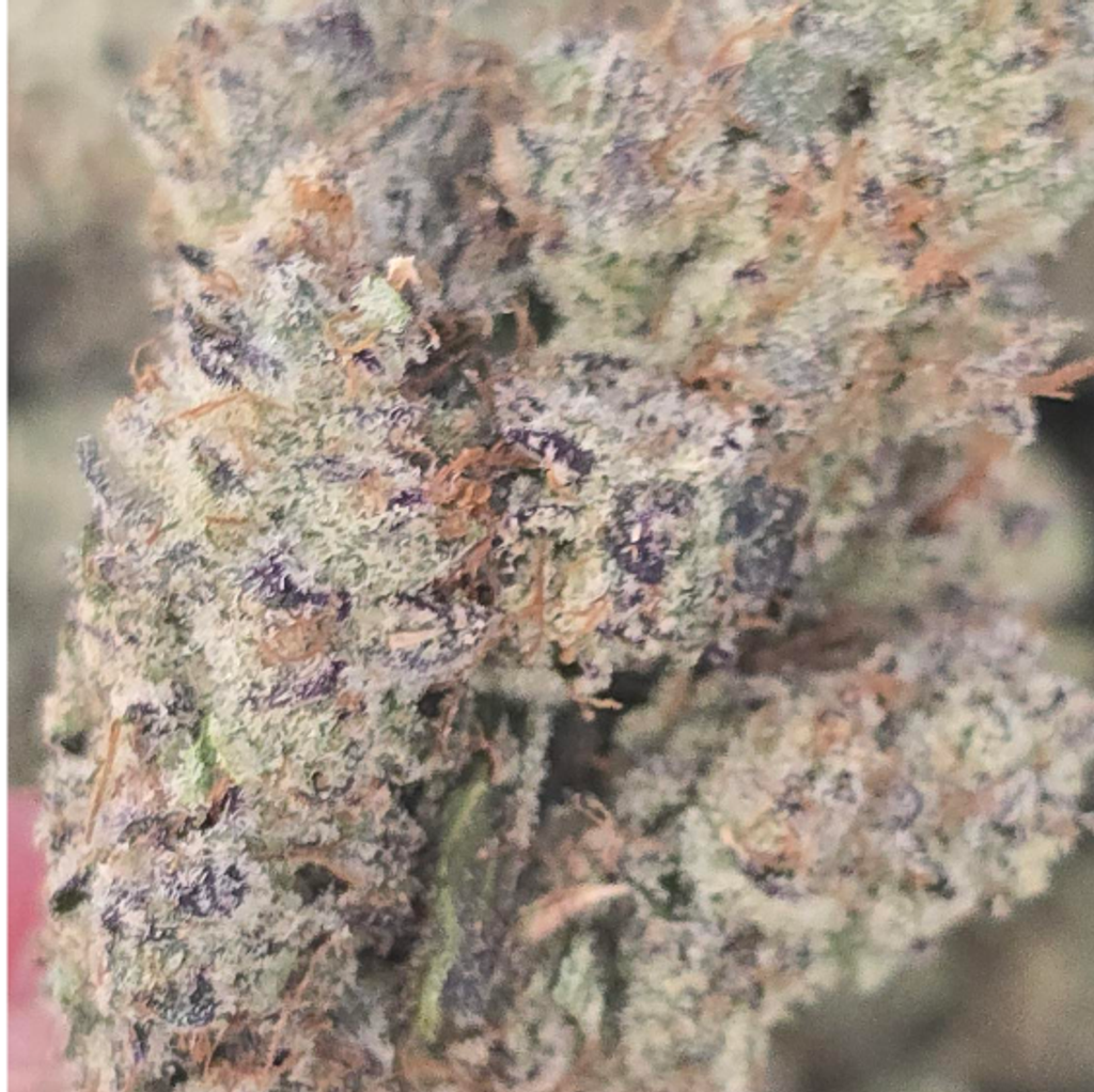 BLUE LOBSTER $140oz 2FOR$260 4FOR$500 