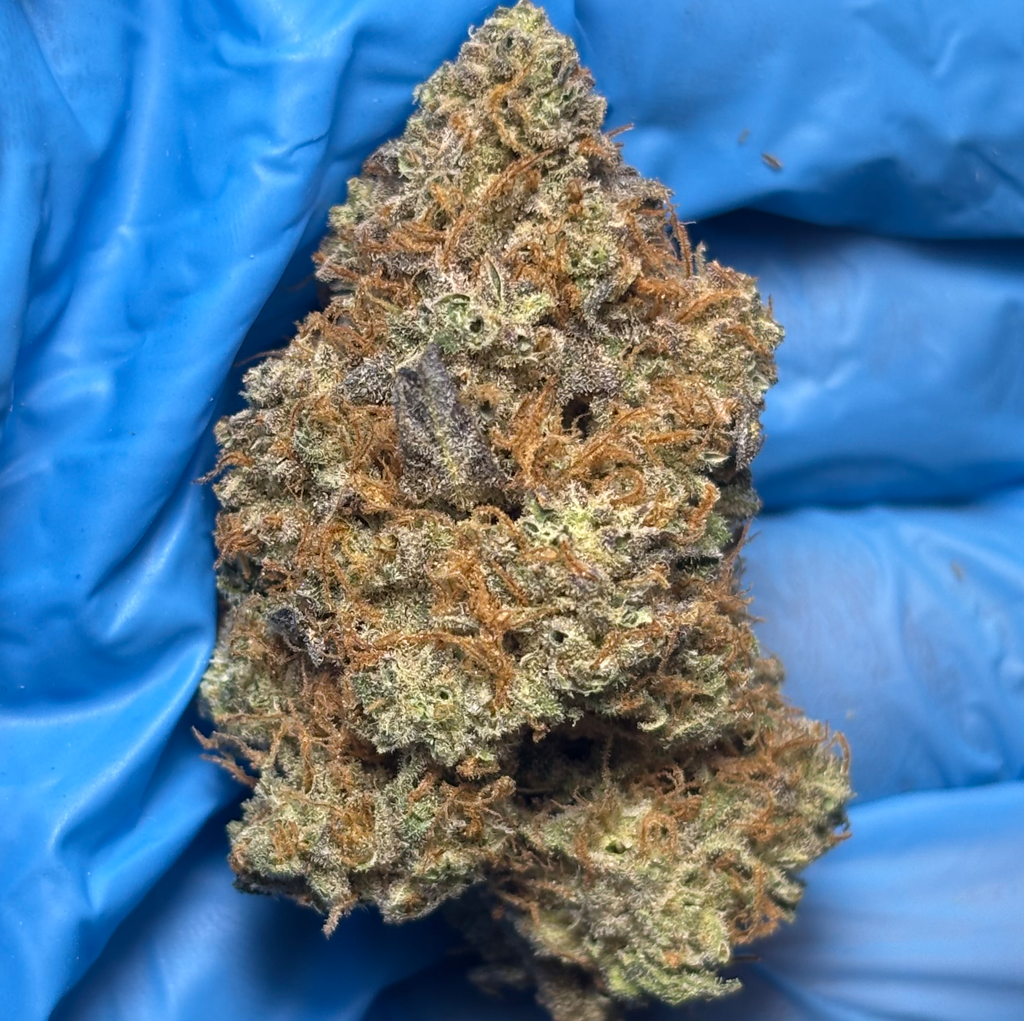 FROZEN BLUEBERRY bred by Frostymedfarms506