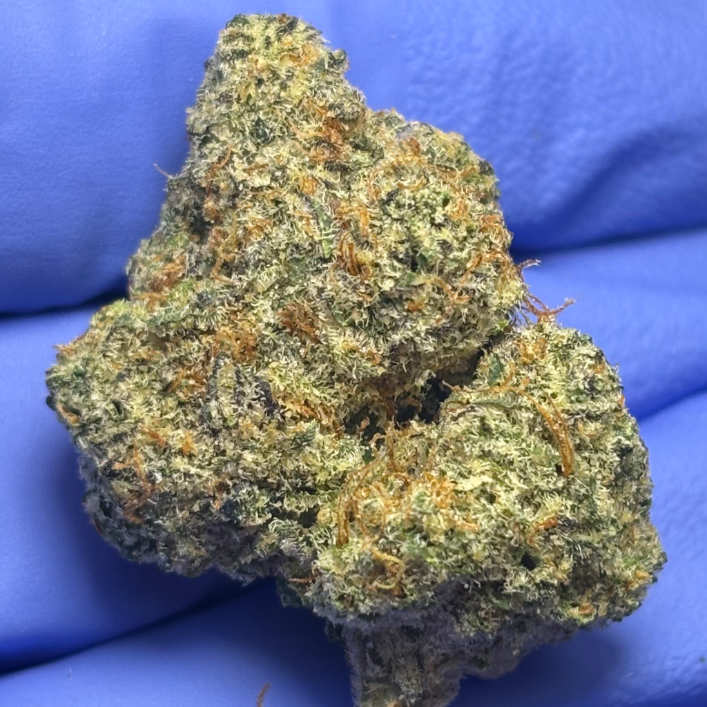 GREASY RUNTZ (Grease Monkey x Runtz) bred by Exotic Genetix