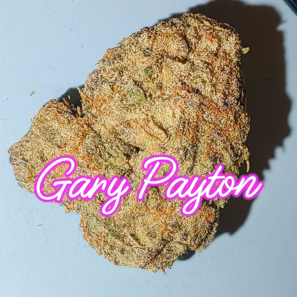 ? Gary Payton – Elite Hybrid Powerhouse