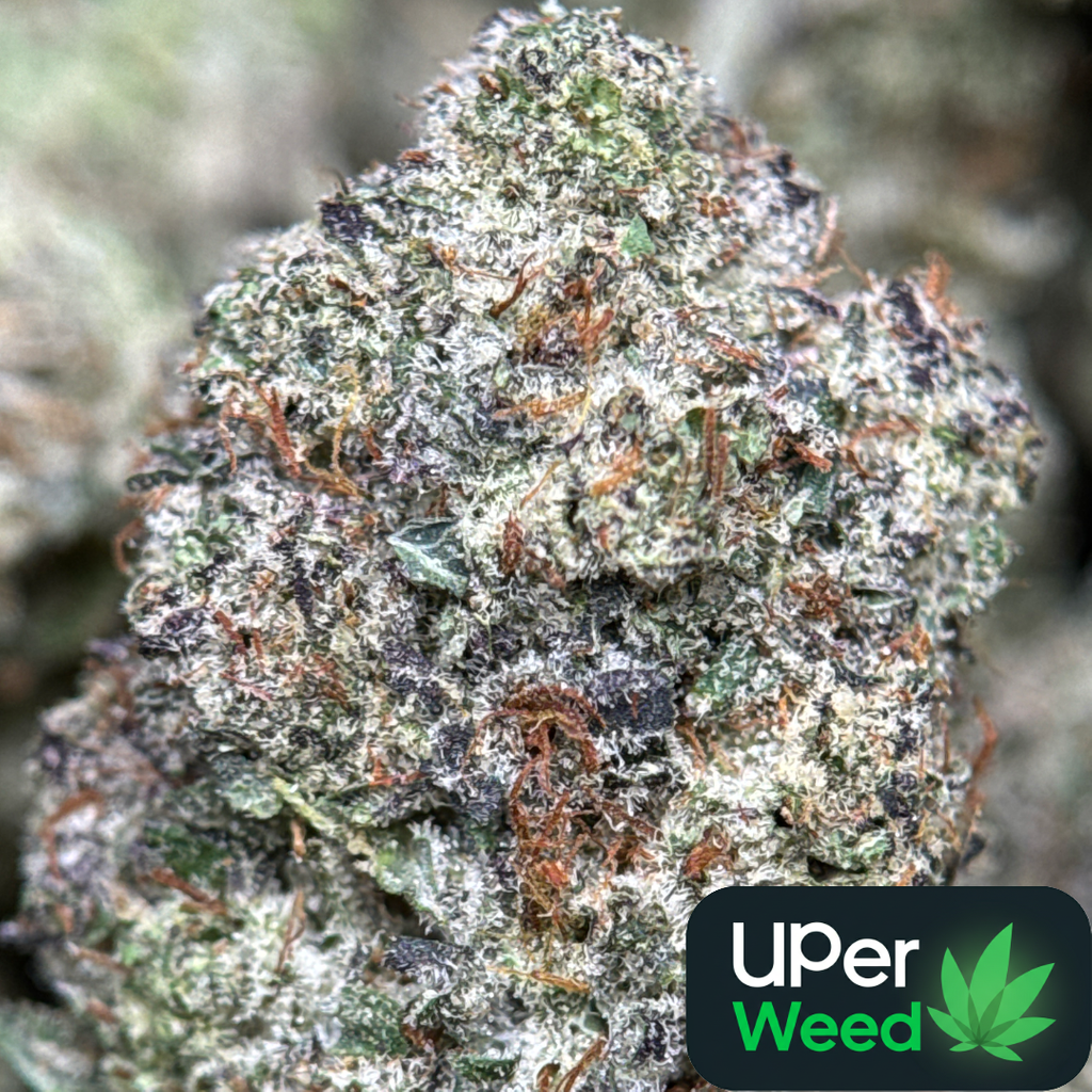 14G - Animal Tsunami🦁🌊Indica | 2Oz Bulk Deal for $240