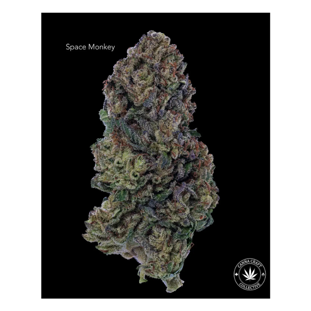 AA+ - SPACE MONKEY