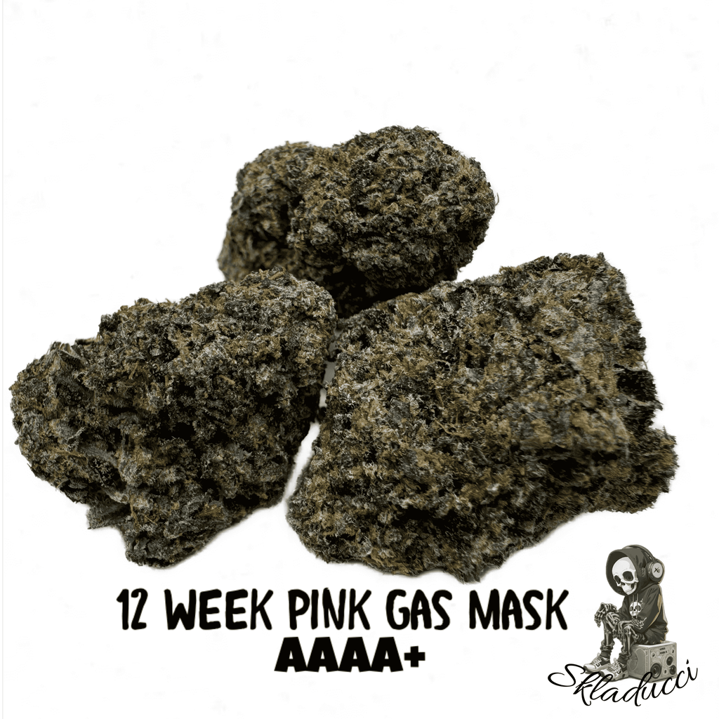 12 WEEK GAS MASK AAAA+ 5⭐️( sourced by Quad Zaza)