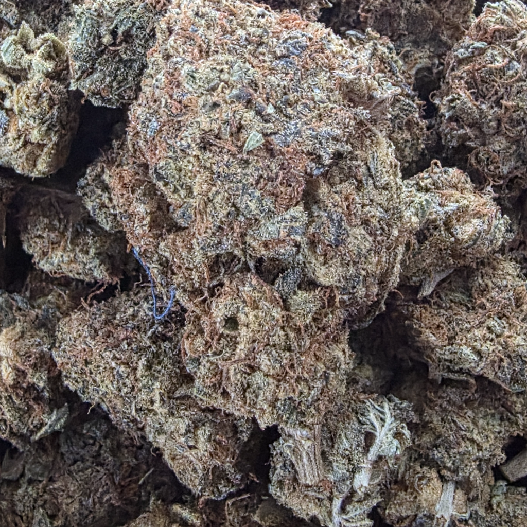 Chocolope Indica Dominant 