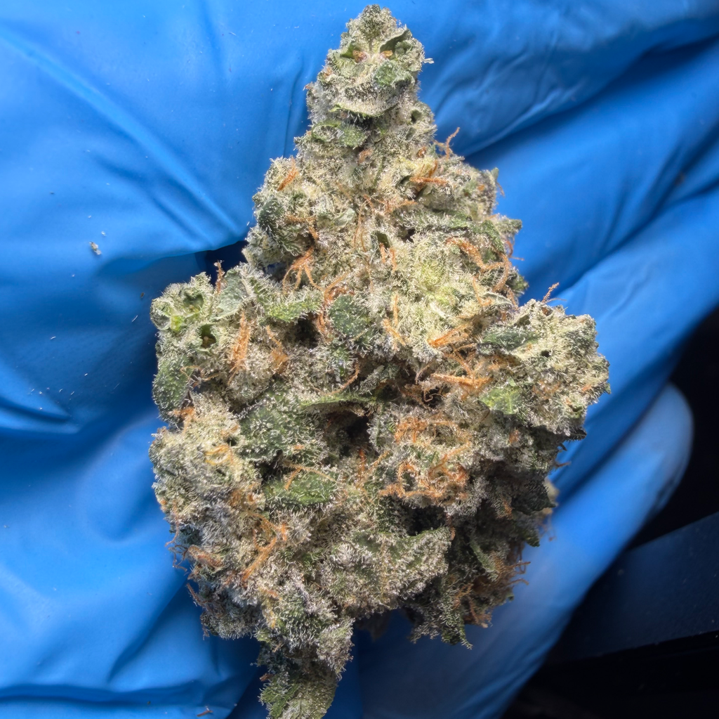 BLACK MAGIC MELON (Black Patronus x Blueberry Bang Bang) NEW BATCH*