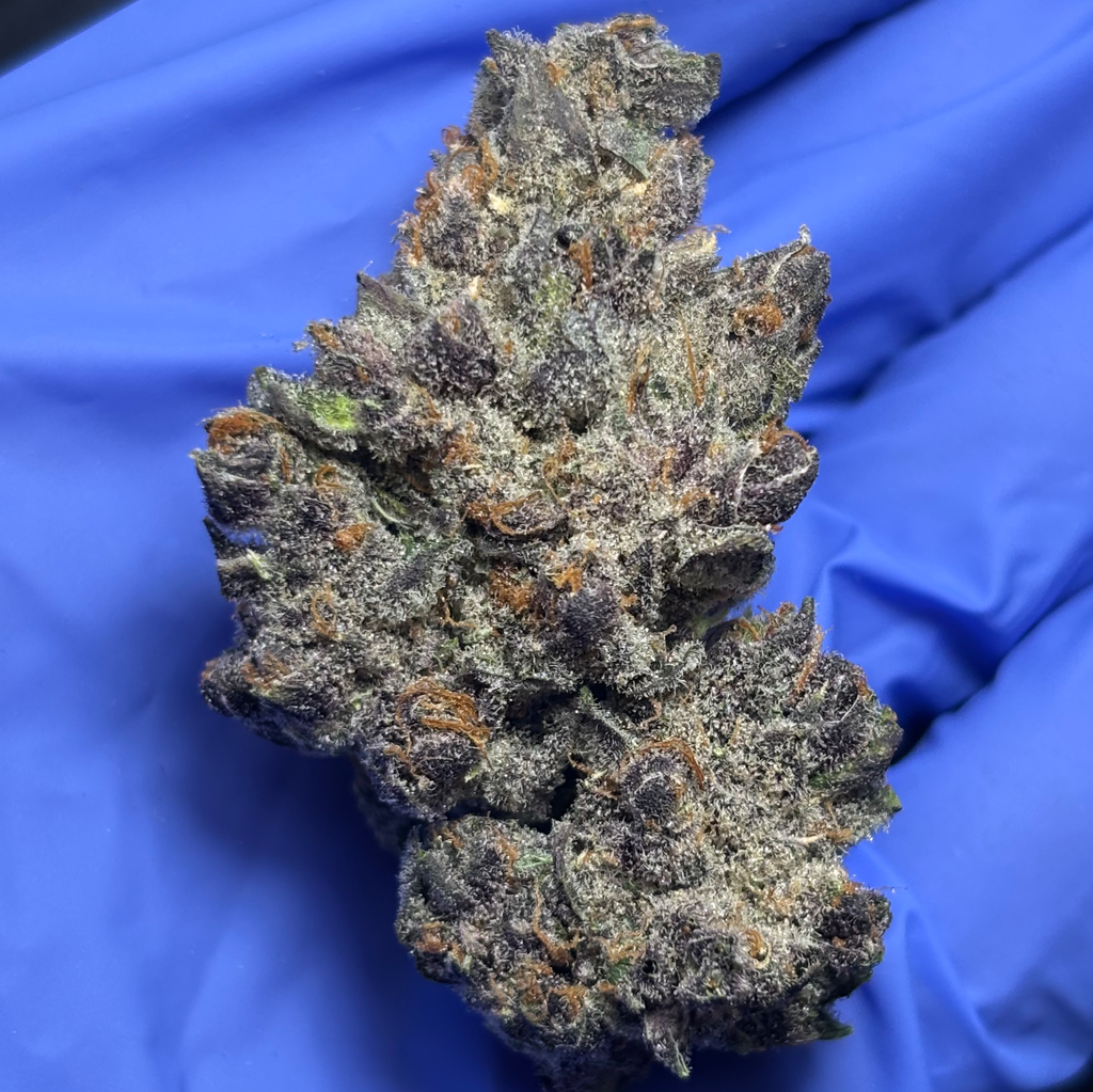 BLUE THAI (Blueberry x Thai Skunk) bred by Dinafem