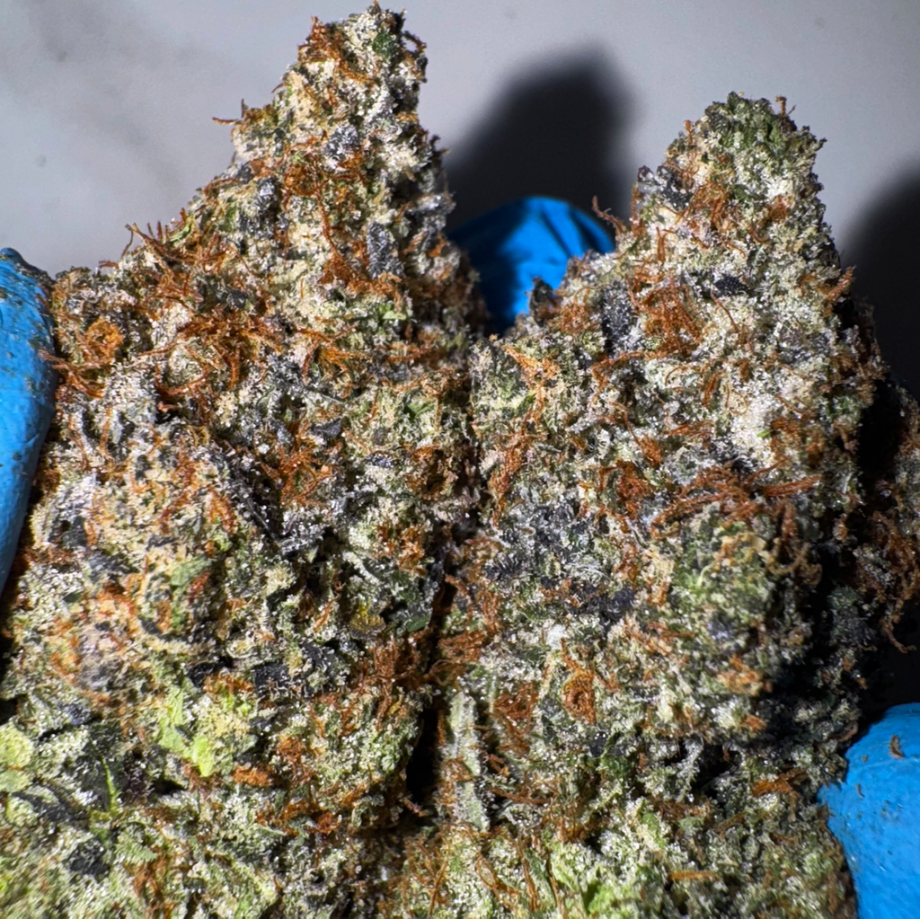 [NEW] LSO Gucci Pink AAAA+ (5*)