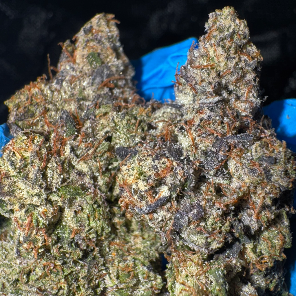 [NEW] LSO Black Tuna AAAA+(5*)