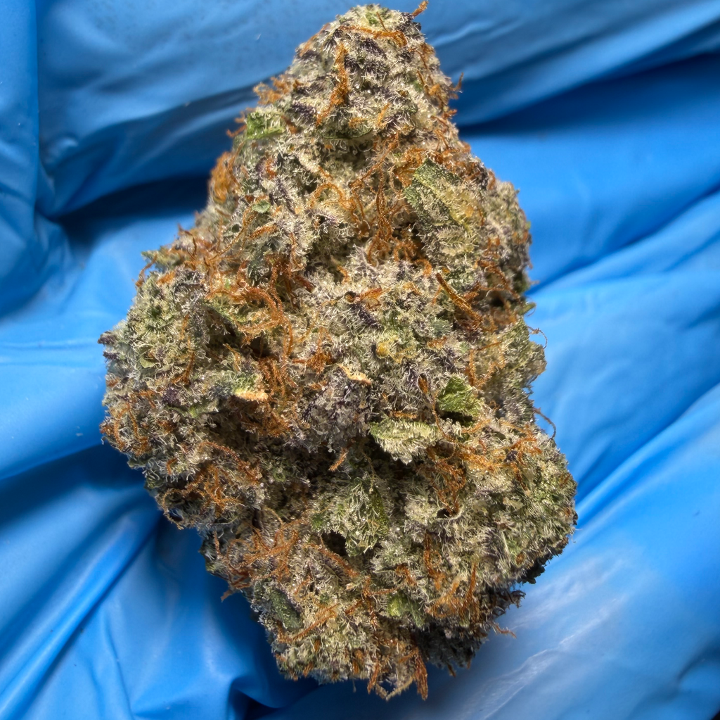 GREASY RUNTZ (Grease monkey x Runtz) bred by ExoticGenetix