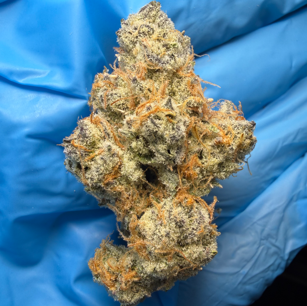 EMERGEN-C (Orange Push Pop × Sunset Sherb) bred by exotic genetix