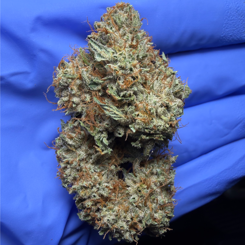 LSO LA CHOCOLATE (LA Confidential x Chocolope) by OrganicBros
