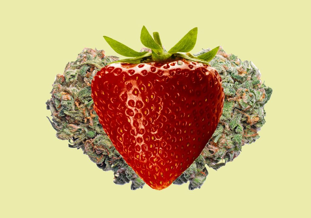 The 101 of Strawberry Cannabis Strain