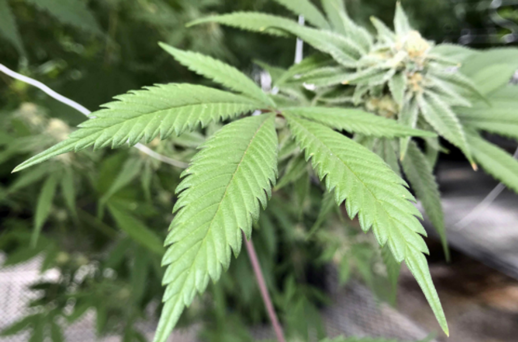 High anxiety over federal weed loophole