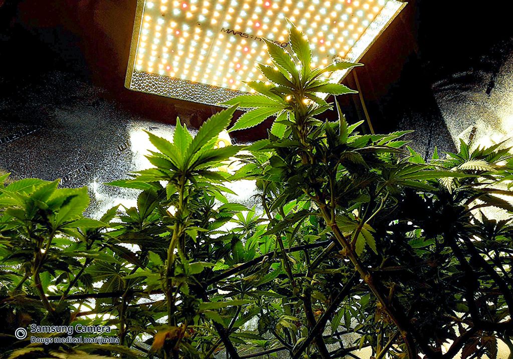 The Ultimate Condo Cannabis Grow Guide