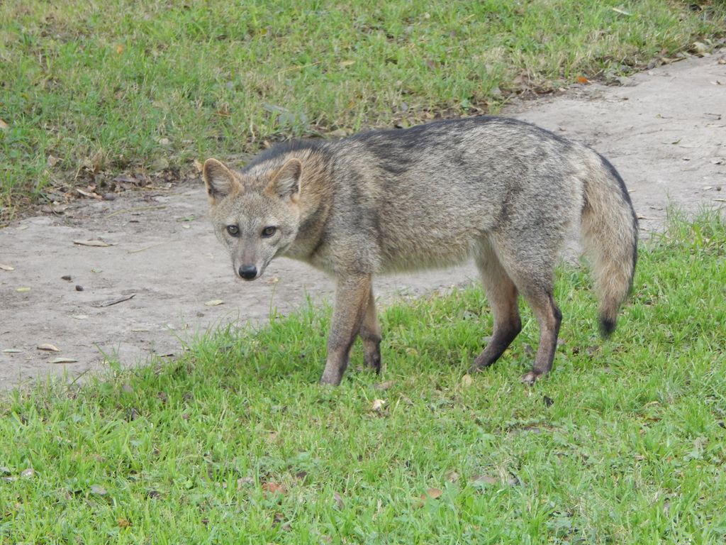 Urban coyotes are literally full of garbage — and that's risky for humans, study suggests
