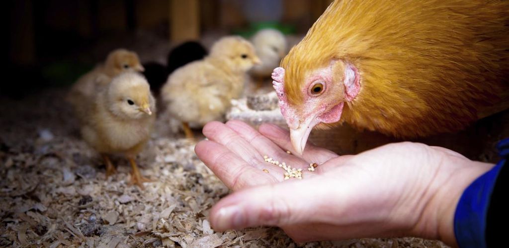 Choosing The Right Chicken Feed