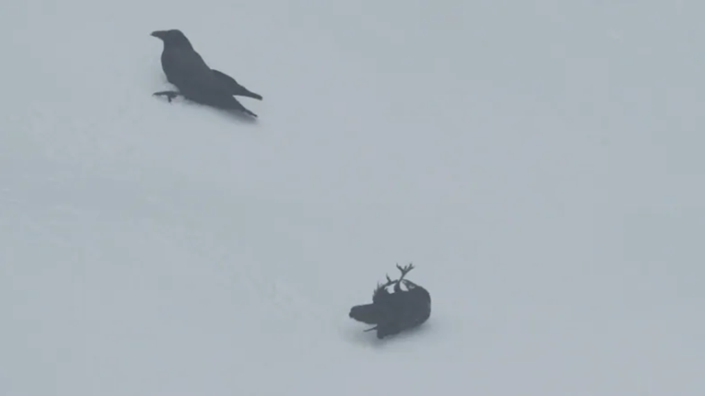 Vancouver photographer's video of ravens playing like puppies in the snow goes viral