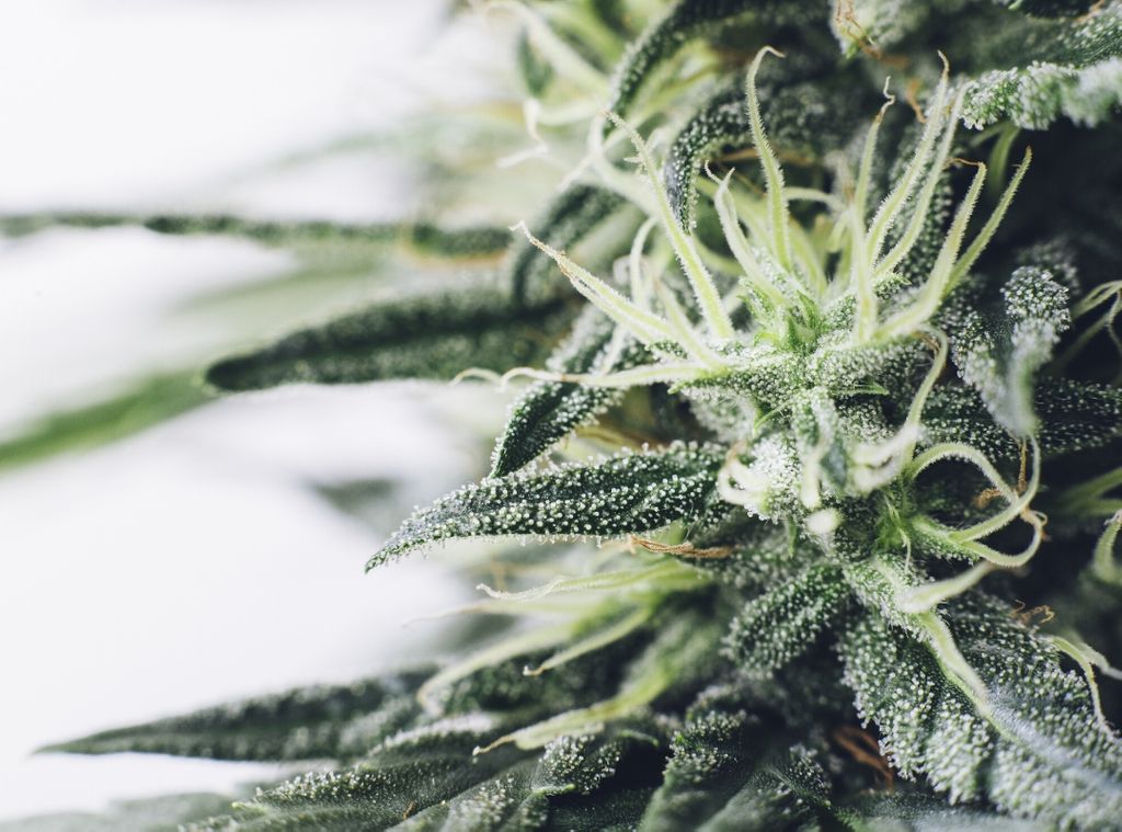 Best Cannabis Strains for Nausea